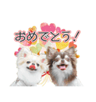 チワワのるいとろろあ～季節のご挨拶編～（個別スタンプ：4）