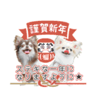 チワワのるいとろろあ～季節のご挨拶編～（個別スタンプ：7）