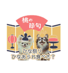 チワワのるいとろろあ～季節のご挨拶編～（個別スタンプ：11）