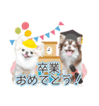 チワワのるいとろろあ～季節のご挨拶編～（個別スタンプ：12）