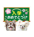 チワワのるいとろろあ～季節のご挨拶編～（個別スタンプ：13）