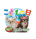 チワワのるいとろろあ～季節のご挨拶編～（個別スタンプ：15）