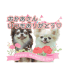 チワワのるいとろろあ～季節のご挨拶編～（個別スタンプ：16）