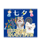 チワワのるいとろろあ～季節のご挨拶編～（個別スタンプ：21）