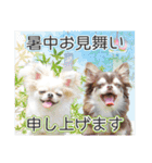 チワワのるいとろろあ～季節のご挨拶編～（個別スタンプ：22）