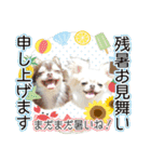 チワワのるいとろろあ～季節のご挨拶編～（個別スタンプ：23）