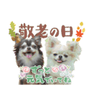 チワワのるいとろろあ～季節のご挨拶編～（個別スタンプ：24）