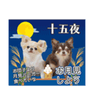 チワワのるいとろろあ～季節のご挨拶編～（個別スタンプ：25）