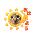 ゆうこの猫スタンプ2（個別スタンプ：2）