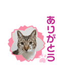 ゆうこの猫スタンプ2（個別スタンプ：5）