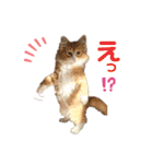 ゆうこの猫スタンプ2（個別スタンプ：7）