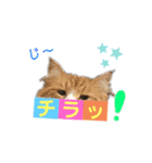 ゆうこの猫スタンプ2（個別スタンプ：8）