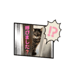 ゆうこの猫スタンプ2（個別スタンプ：10）