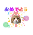 ゆうこの猫スタンプ2（個別スタンプ：13）