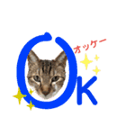 ゆうこの猫スタンプ2（個別スタンプ：14）