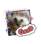 ハリネズミの可愛いphotoスタンプ2（個別スタンプ：2）