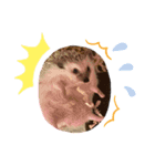 ハリネズミの可愛いphotoスタンプ2（個別スタンプ：3）