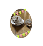 ハリネズミの可愛いphotoスタンプ2（個別スタンプ：4）