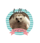 ハリネズミのうにちゃん（個別スタンプ：1）