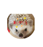 ハリネズミのうにちゃん（個別スタンプ：2）