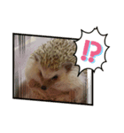 ハリネズミのうにちゃん（個別スタンプ：8）