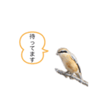 野鳥のつぶやき2（個別スタンプ：2）