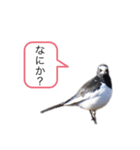 野鳥のつぶやき2（個別スタンプ：6）