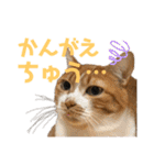 シマナツトラクゥスタンプ（個別スタンプ：2）