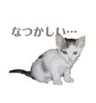 シマナツトラクゥスタンプ（個別スタンプ：3）