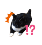 シマナツトラクゥスタンプ（個別スタンプ：5）