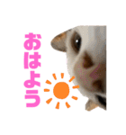 シマナツトラクゥスタンプ（個別スタンプ：11）