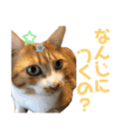 シマナツトラクゥスタンプ（個別スタンプ：13）