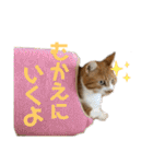 シマナツトラクゥスタンプ（個別スタンプ：14）
