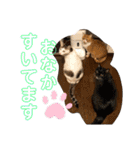 シマナツトラクゥスタンプ（個別スタンプ：15）