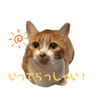 シマナツトラクゥスタンプ（個別スタンプ：17）