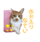 シマナツトラクゥスタンプ（個別スタンプ：18）