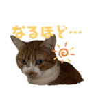 シマナツトラクゥスタンプ（個別スタンプ：22）