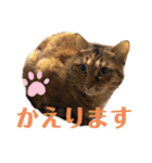 シマナツトラクゥスタンプ（個別スタンプ：26）