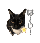 シマナツトラクゥスタンプ（個別スタンプ：33）