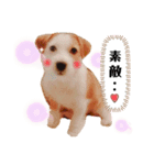 ジャックラッセル♡Chloe 時々ゴリラーズ（個別スタンプ：4）
