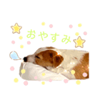 ジャックラッセル♡Chloe 時々ゴリラーズ（個別スタンプ：5）