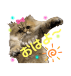 ミモザちゃんスタンプ（個別スタンプ：2）