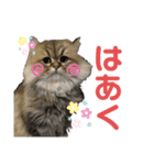 ミモザちゃんスタンプ（個別スタンプ：3）