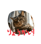 仲良し2匹  猫スタンプ（個別スタンプ：1）