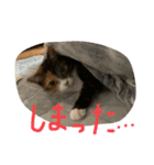仲良し2匹  猫スタンプ（個別スタンプ：3）
