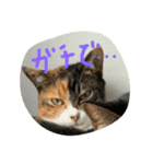 仲良し2匹  猫スタンプ（個別スタンプ：4）