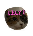 仲良し2匹  猫スタンプ（個別スタンプ：5）