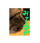 仲良し2匹  猫スタンプ（個別スタンプ：8）