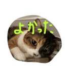 仲良し2匹  猫スタンプ（個別スタンプ：9）