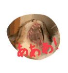 仲良し2匹  猫スタンプ（個別スタンプ：11）